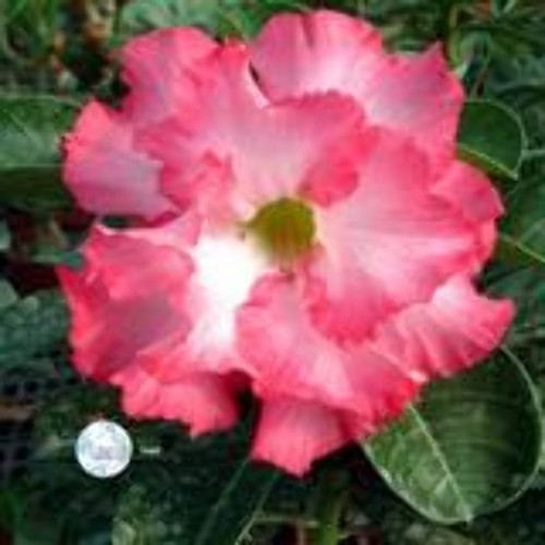 Adenium obesum mermaid - "mermaid",